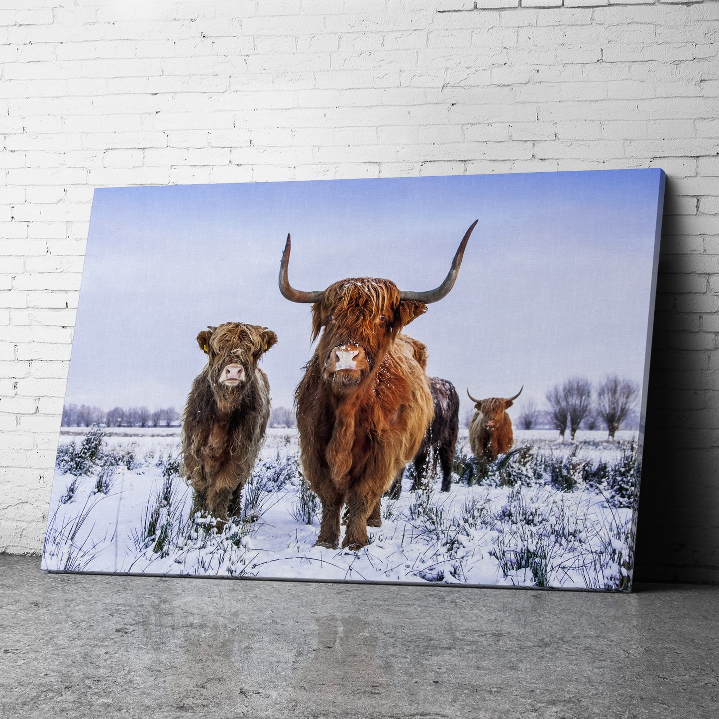 Canvas Wall Art of Highland Cow Canvas Prints