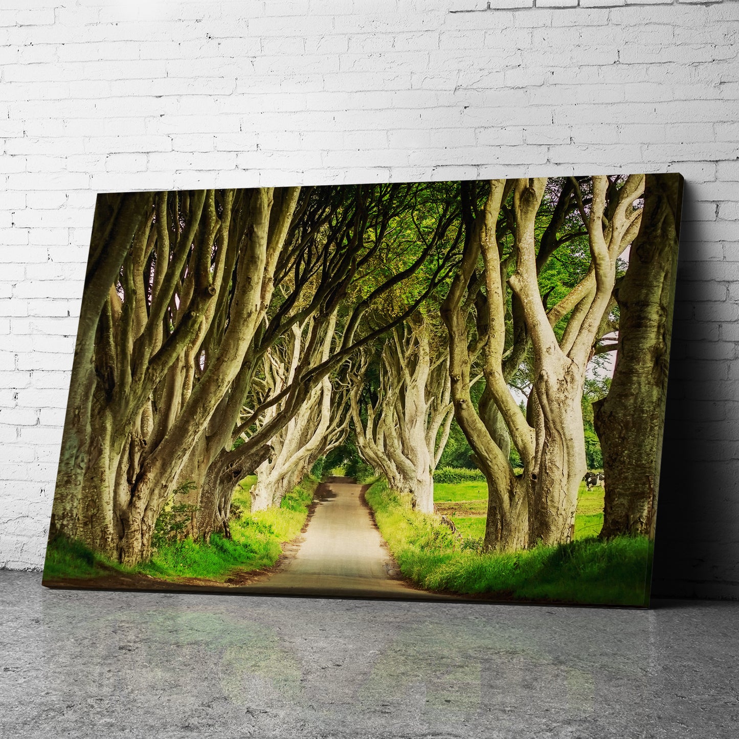 Canvas Wall Art of Dark Hedges Canvas Prints